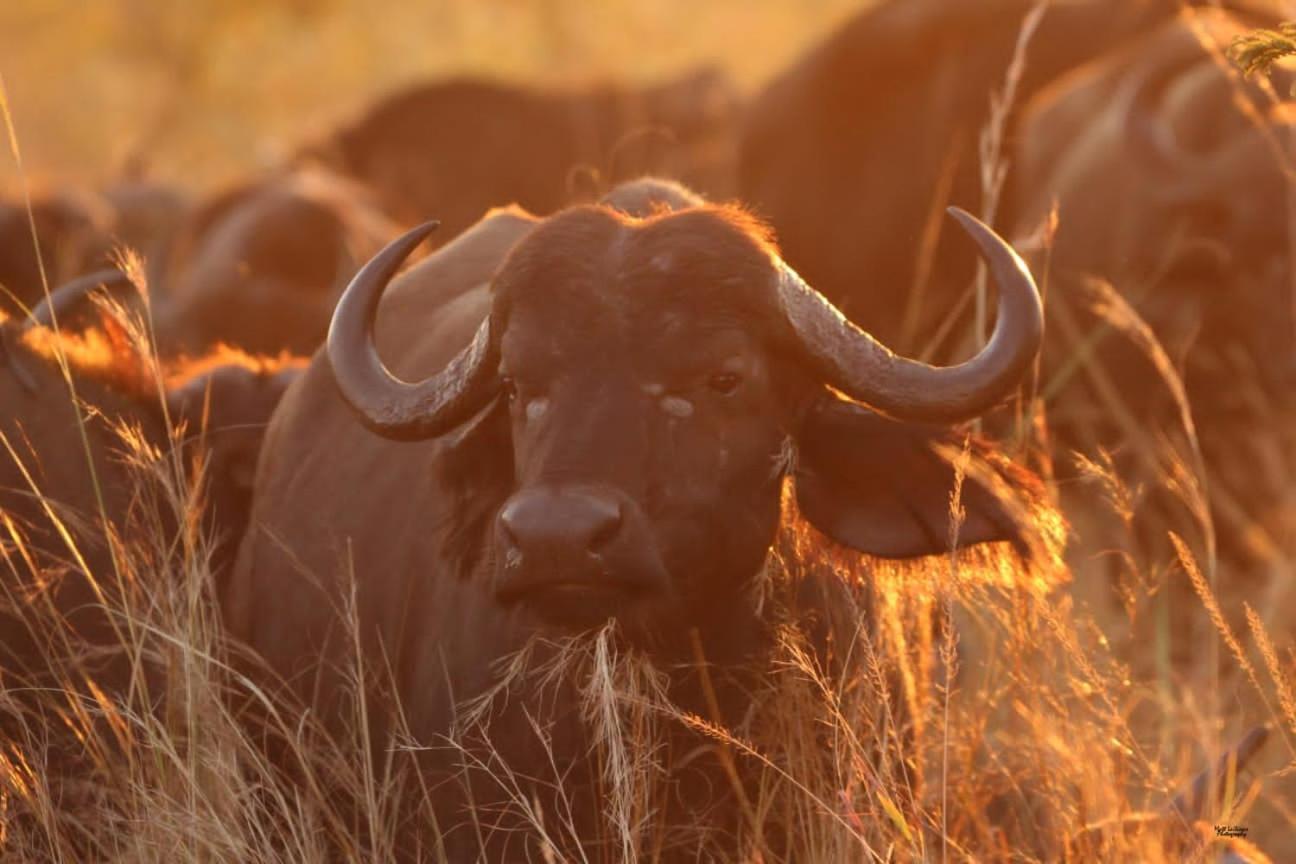 Mdluli Safari Lodge 雾观 外观 照片